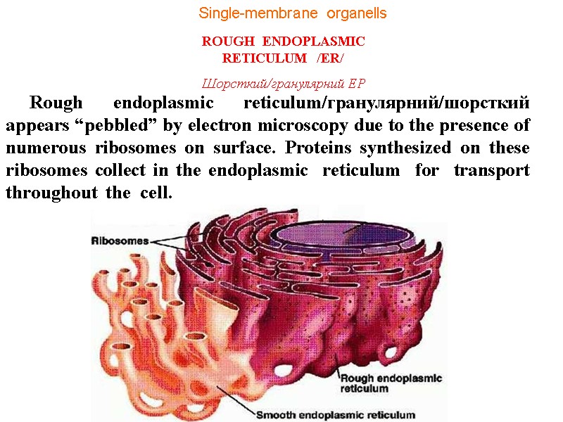 Rough endoplasmic reticulum/гранулярний/шорсткий  appears “pebbled” by electron microscopy due to the presence of